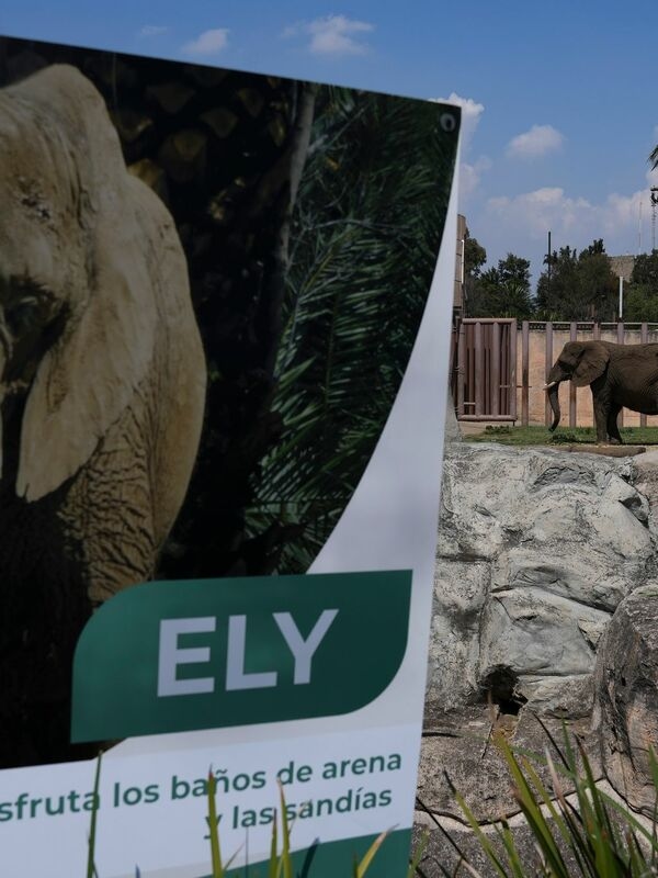 Pendant des années, l'éléphant Ely a vécu une existence misérable au zoo - dépression comprise.