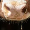 Di recente si sono verificati focolai della malattia bovina della dermatite nodulare contagiosa in Italia e Francia.