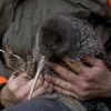 The kiwi is New Zealand’s national bird.