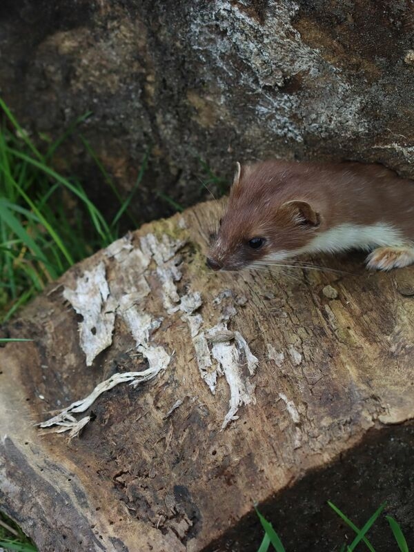 Until now, the German Wildlife Foundation has simply announced the “Animal of the Year.”