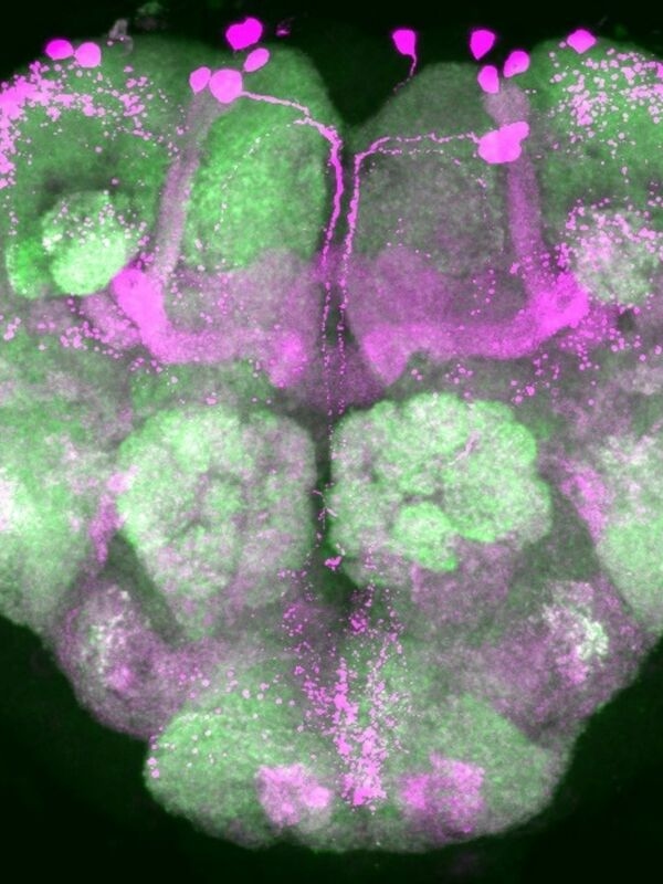 Even in deep sleep, the brain remains alert.