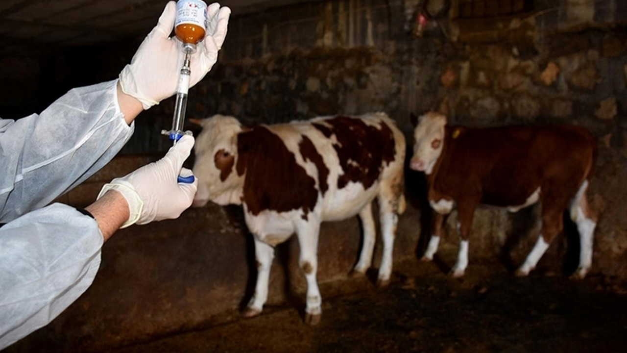 Kryzys na boisku, cisza przy stole: pryszczyca się szerzy!