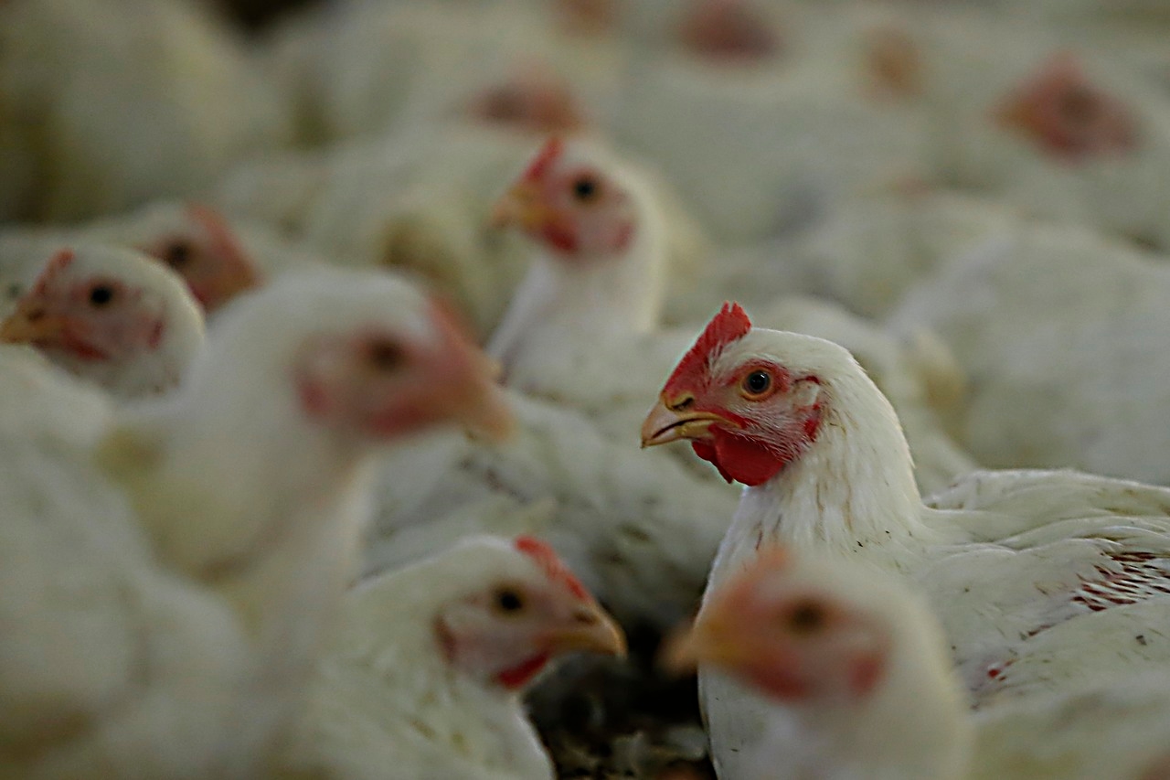 Ministerio de Agricultura niega distribución de pruebas de gripe aviar caducadas
