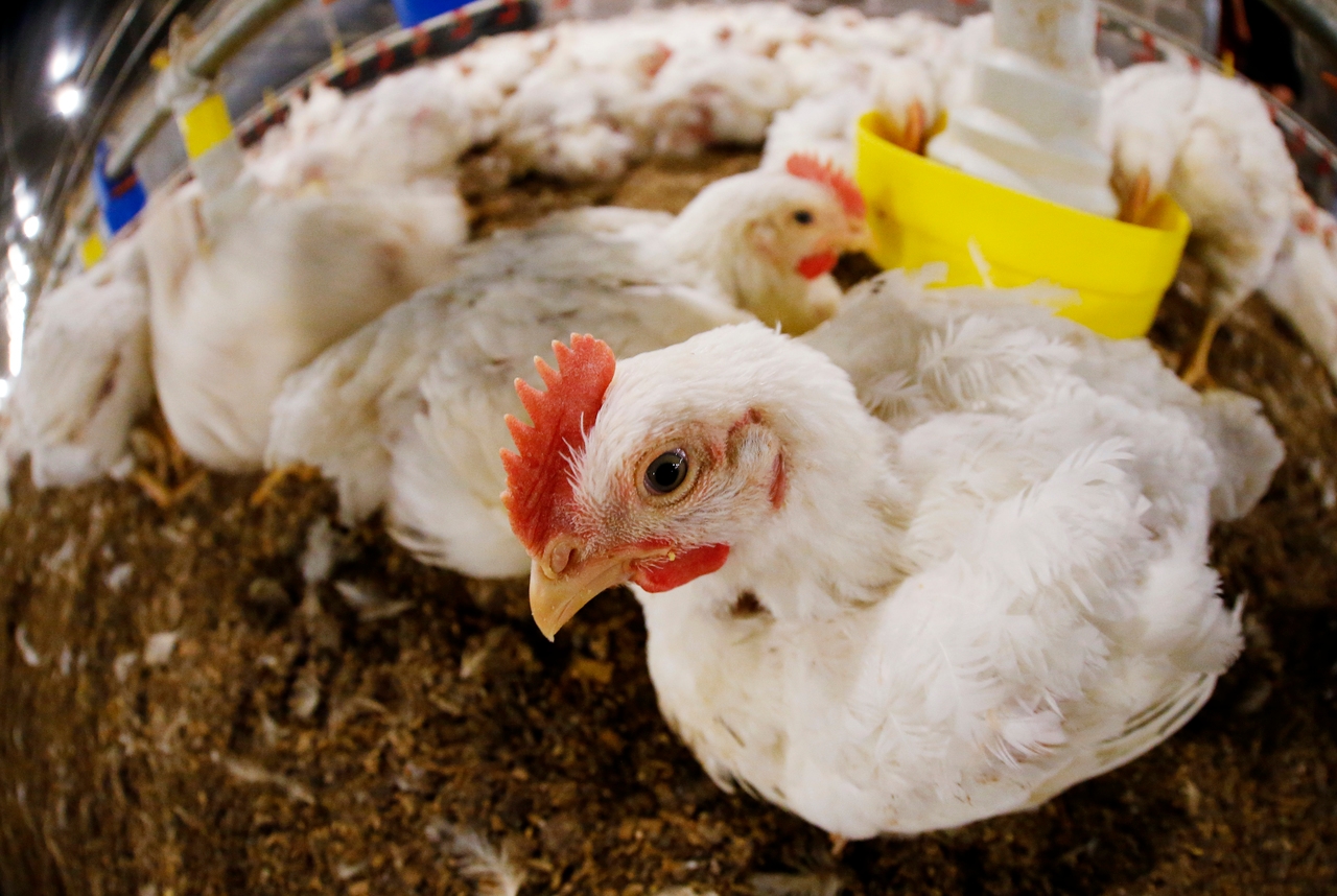 Il Ministero dell'Agricoltura afferma che il Brasile sta indagando su 20 casi sospetti di influenza aviaria