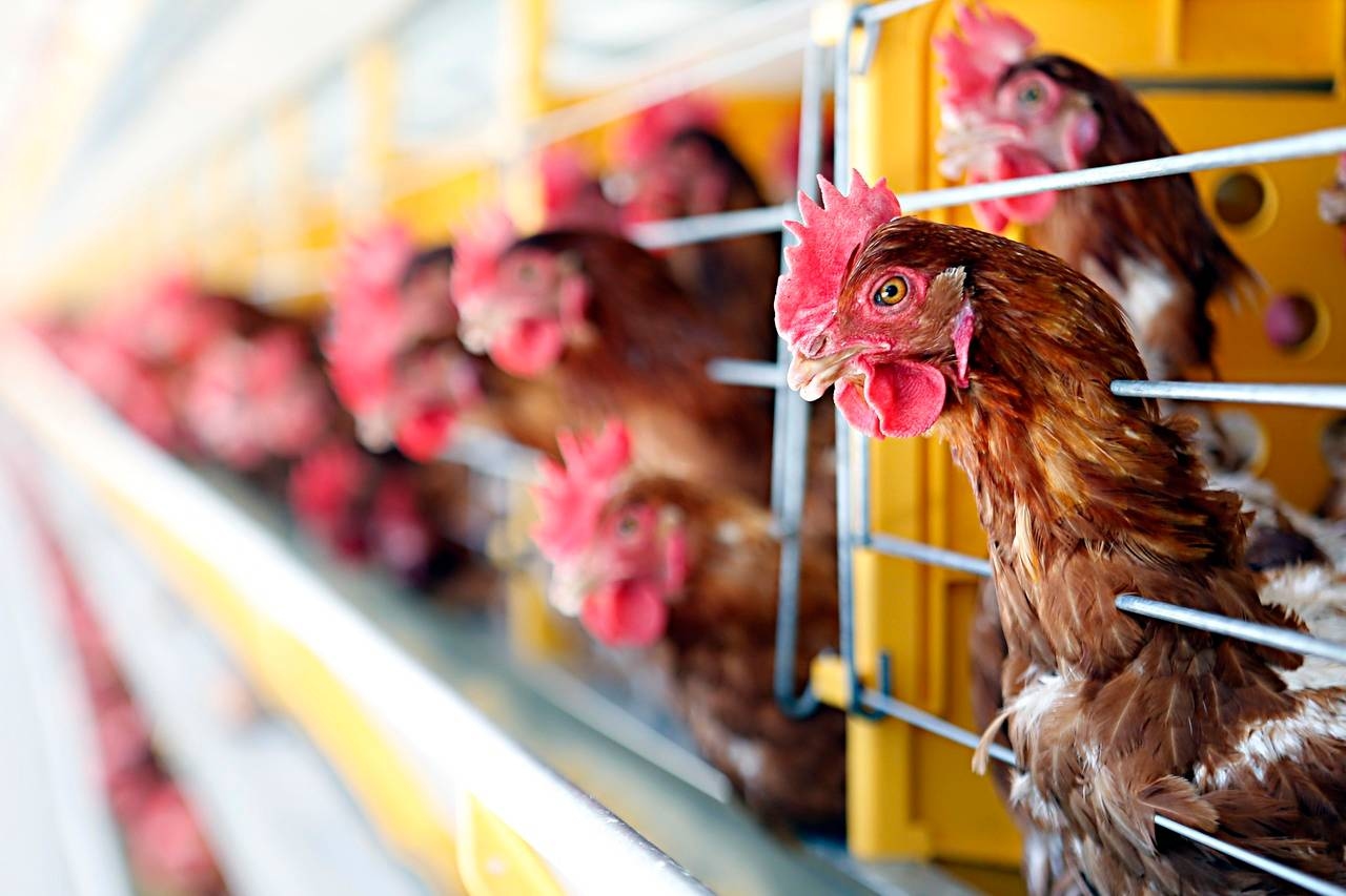 Brazil to declare itself free of bird flu on commercial farms this Wednesday