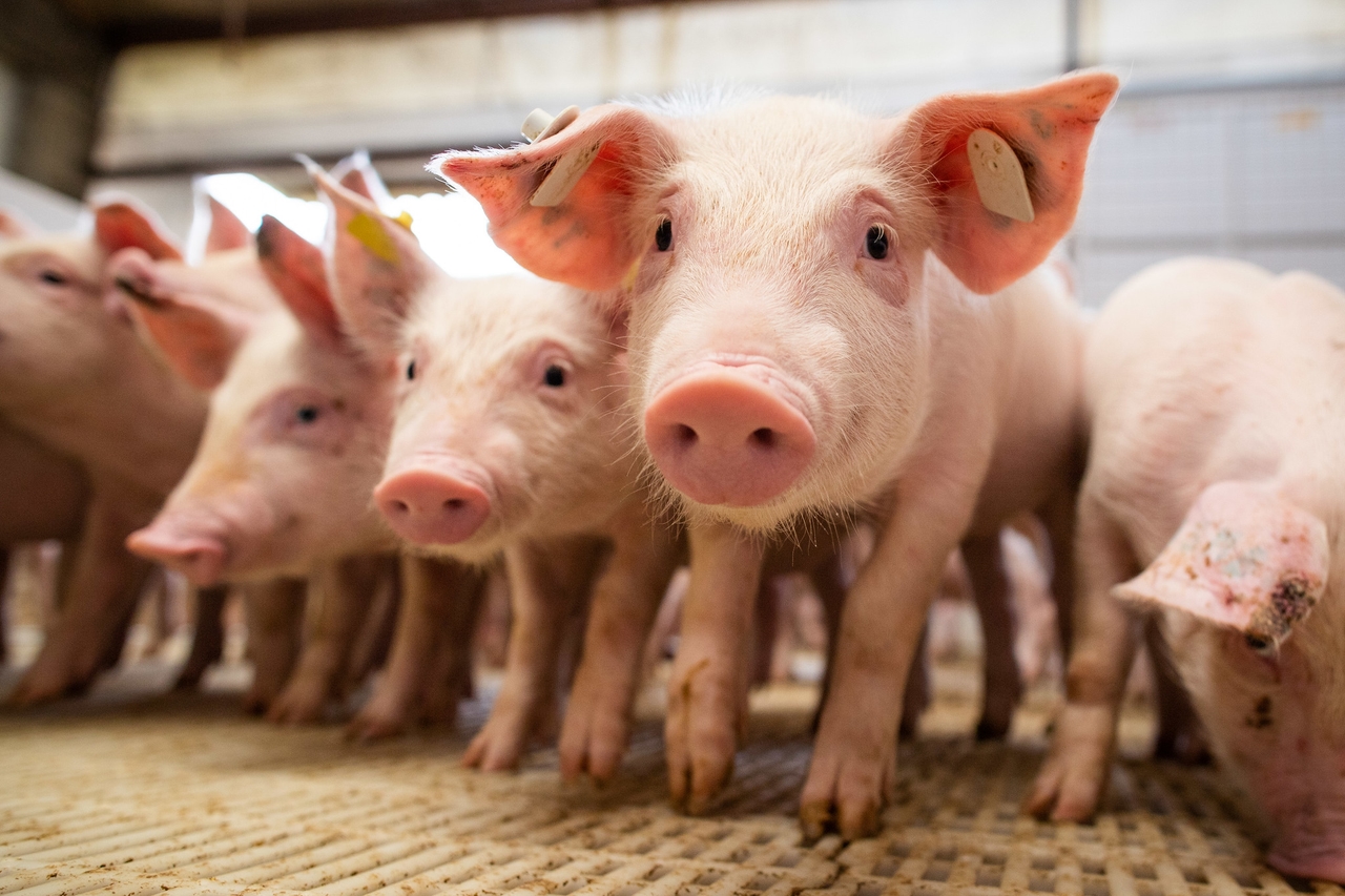 Indústria de saúde animal investe em bem-estar de suínos para ampliar produção