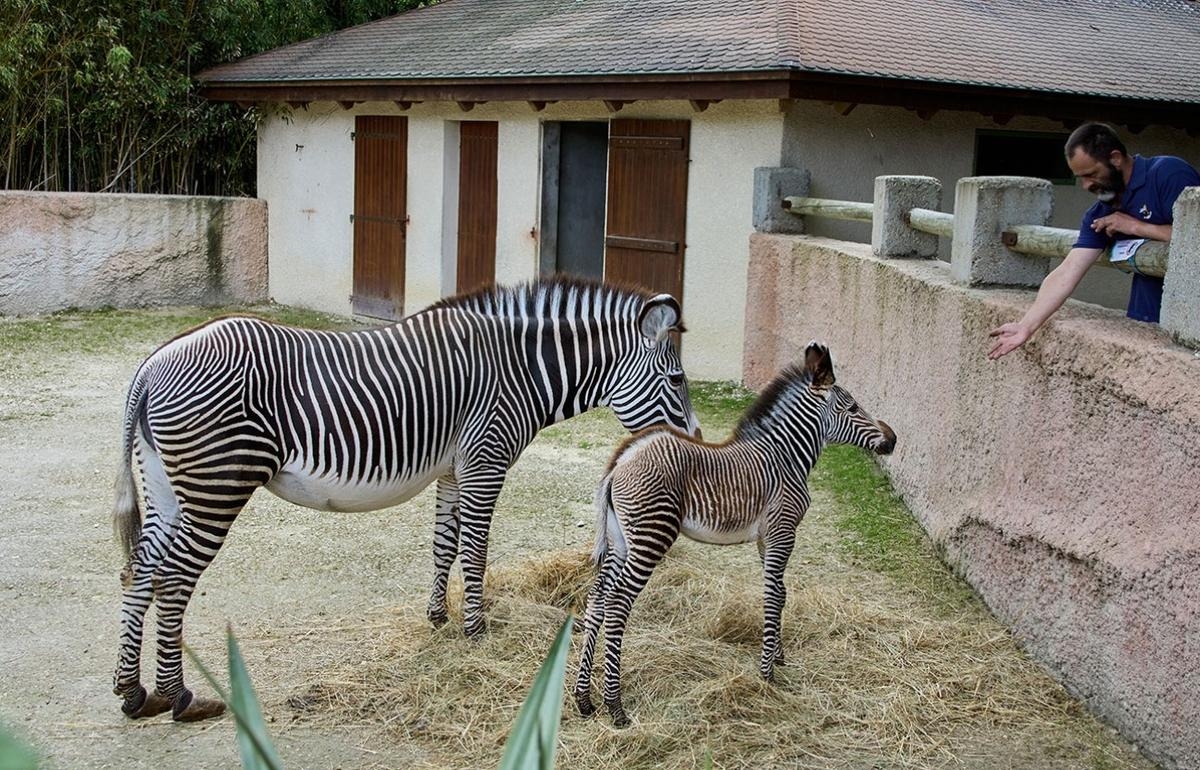Charente-Maritime: La Palmyre Hayvanat Bahçesi'nde, Grévy zebra kolonisinde bir dişi bebek doğdu