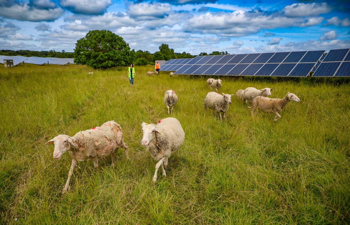 Precision agriculture, solar energy: in Dordogne, the Livestock and Territory festival invites us to think about tomorrow