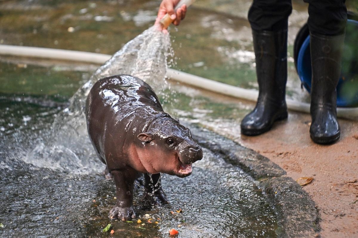 "Hippo Birthday": Moo Deng the star hippopotamus celebrates his first birthday in Thailand