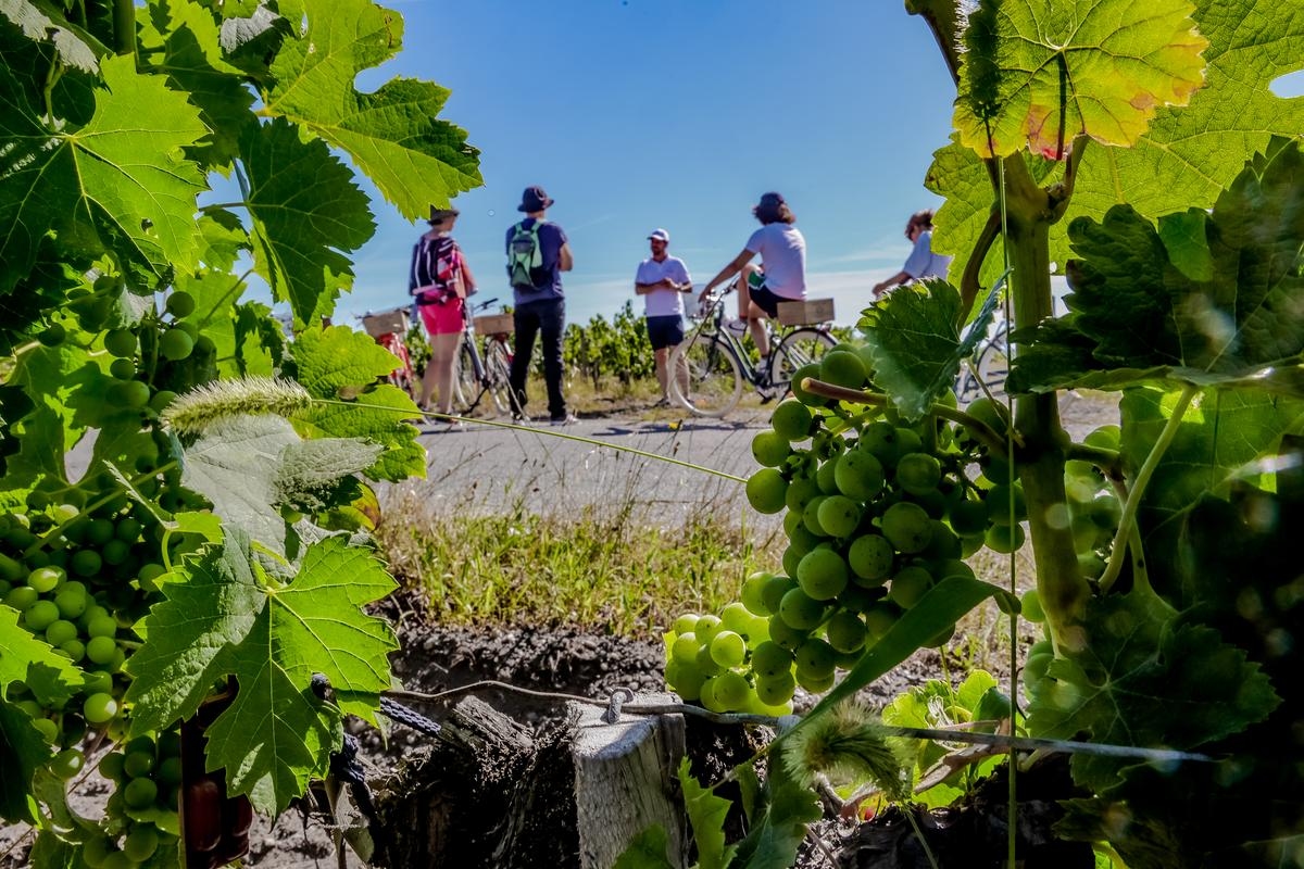«За рубежом это строго регламентировано и поощряется»: следует ли в регионе Бордо также ввести законодательство для более эффективного развития винного туризма?