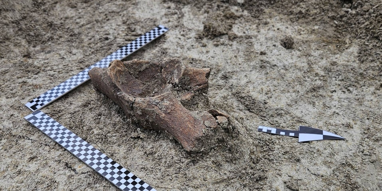 Restos de mamute da Era Glacial encontrados na Polônia