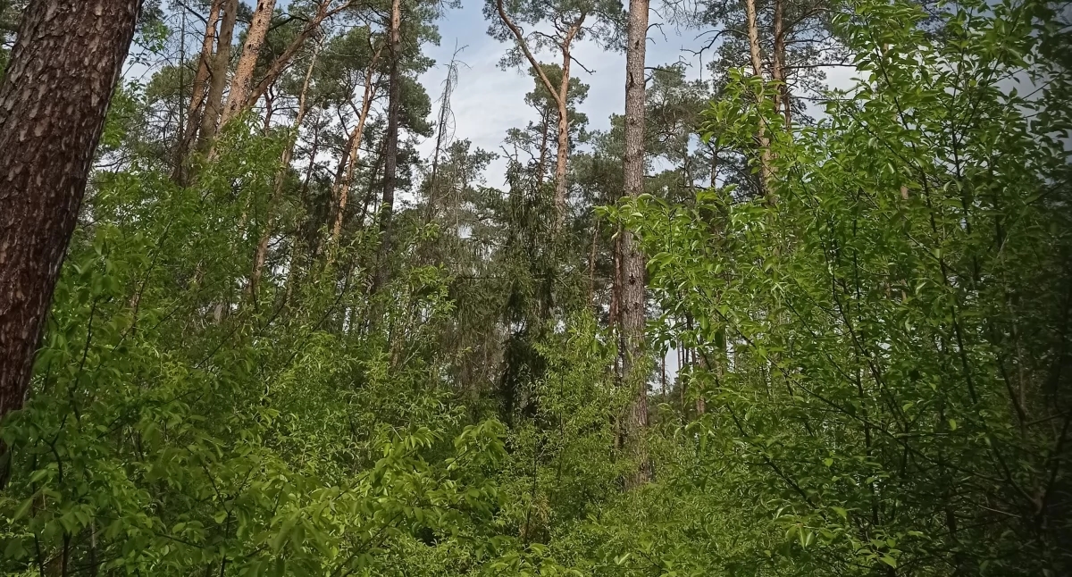 Auditoría del paisaje. Organizaciones sociales locales presentaron postulaciones para el proyecto