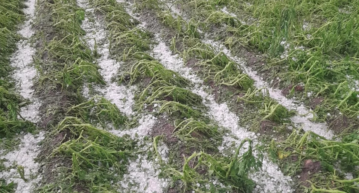Tormenta sobre la comuna de Żmigród. Los agricultores sufrieron graves pérdidas.