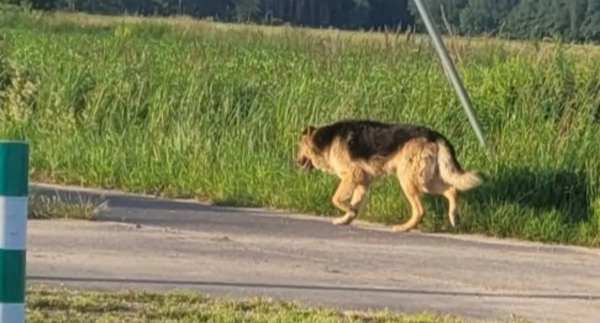 Procura-se dono! Cachorro corre por Ligotka