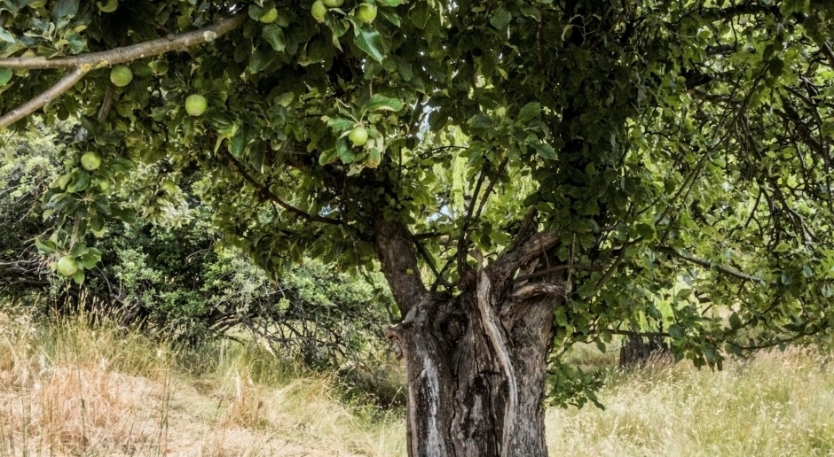 You can't even stand next to this tree. The "killer apple tree" is the most dangerous in the world