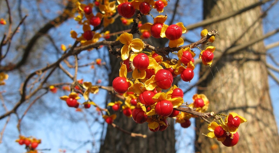 Do you have this plant on your plot? Be sure to cut it down before this date, the fine is up to one million złoty