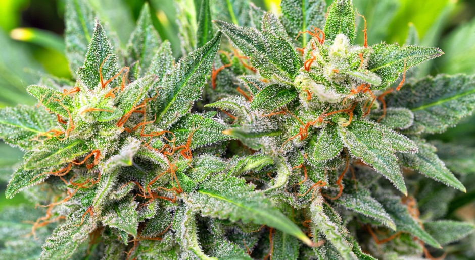 100,000 people tested. 400% higher risk of illness among marijuana users.