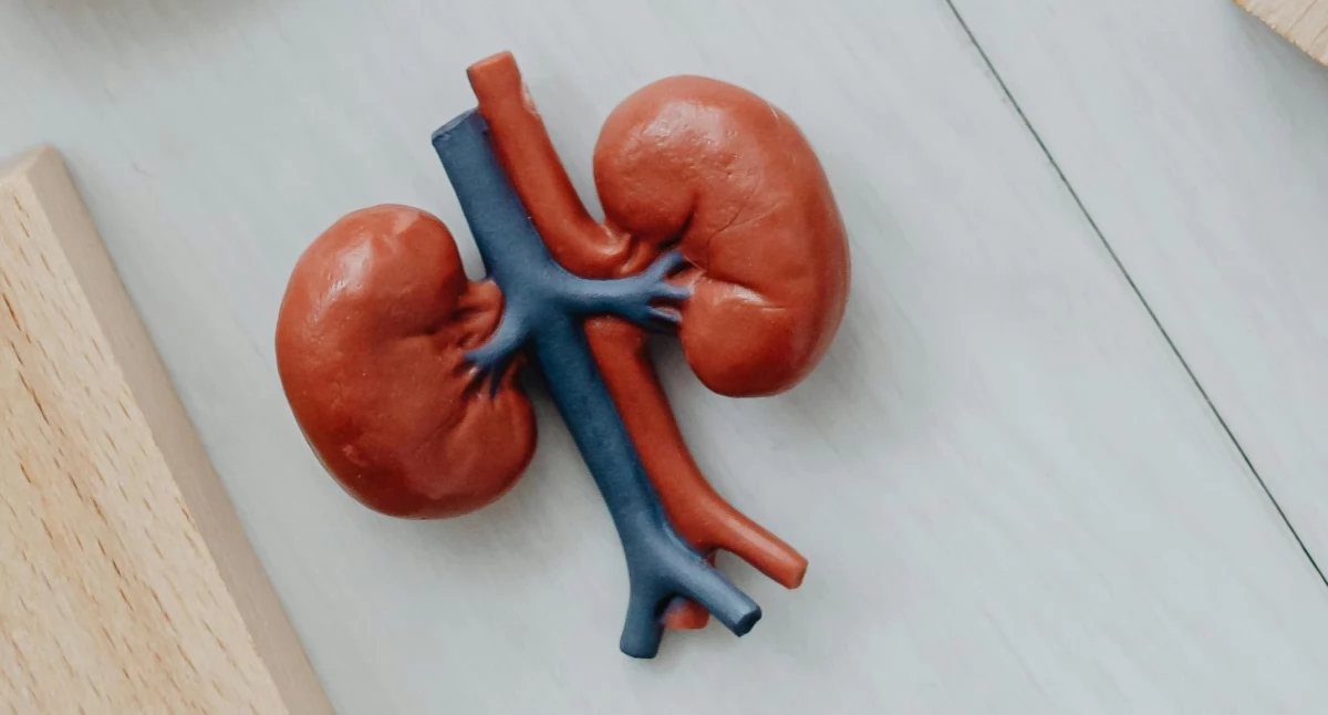 Cáncer de riñón: verdades y mitos: lo que necesita saber sobre este cáncer