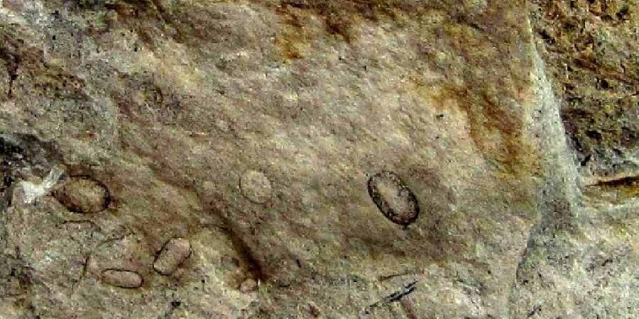Reusachtige 300 miljoen jaar oude schimmelfossielen ontdekt in de regio Aveiro