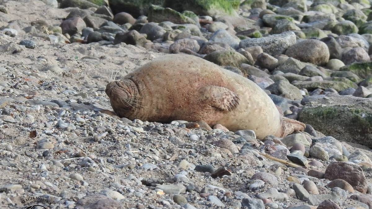 Ze vonden haar alleen op het strand. Het Hel Marine Station heeft een ongewone patiënt