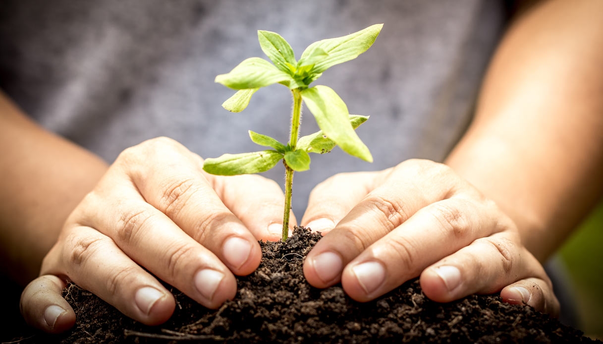 Un mari et sa femme plantent 4 millions d'arbres et sauvent une forêt