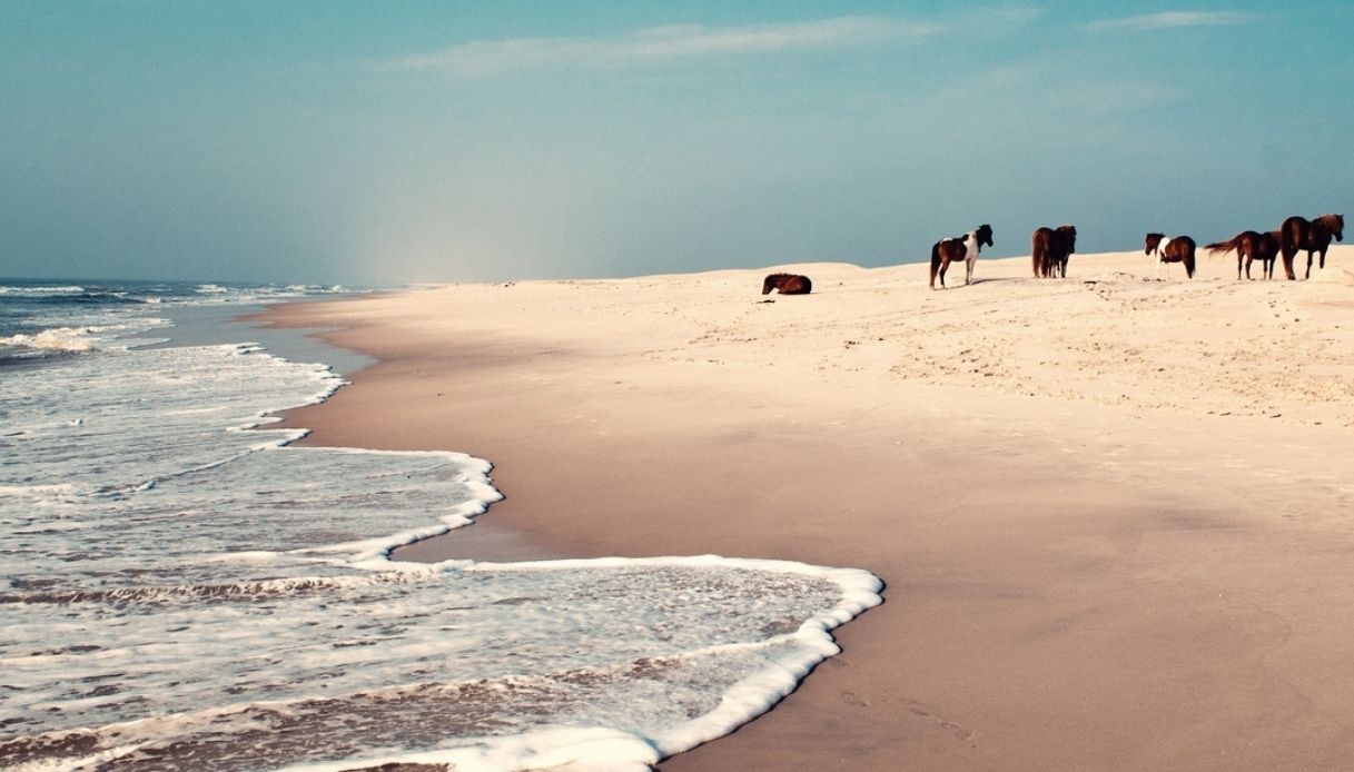 Assateague, la isla encantada donde los caballos salvajes galopan entre el mar, las dunas y las leyendas