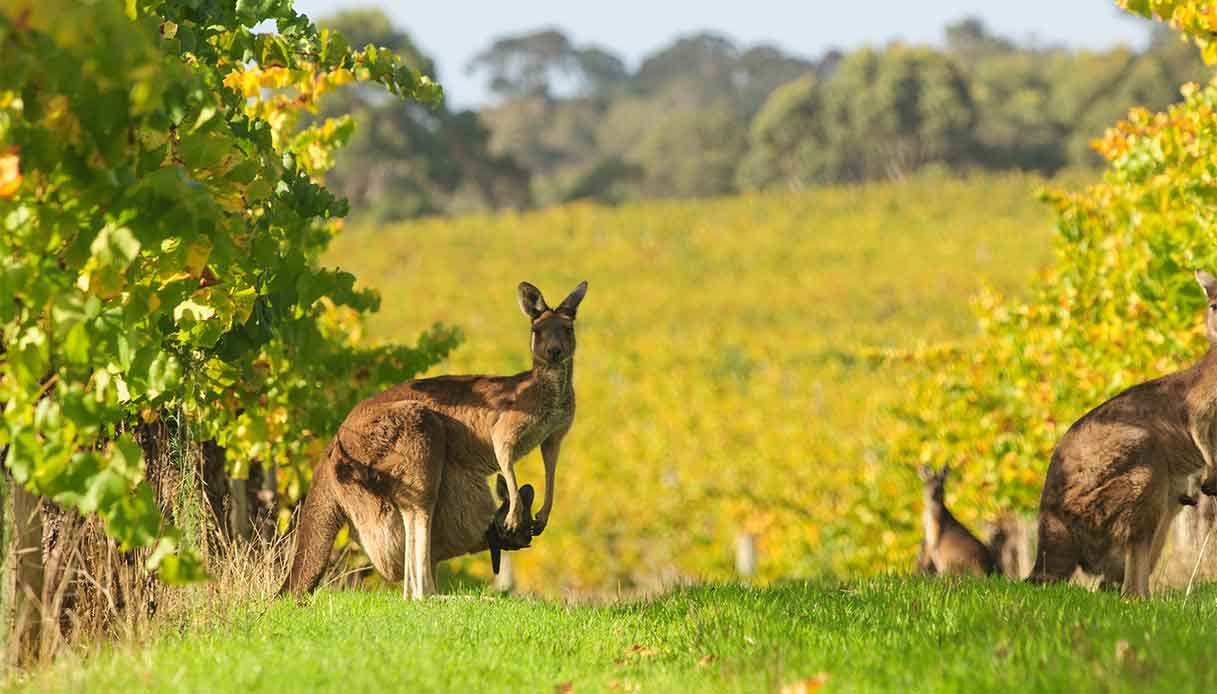 Margaret River, la capitale du vin d'Australie