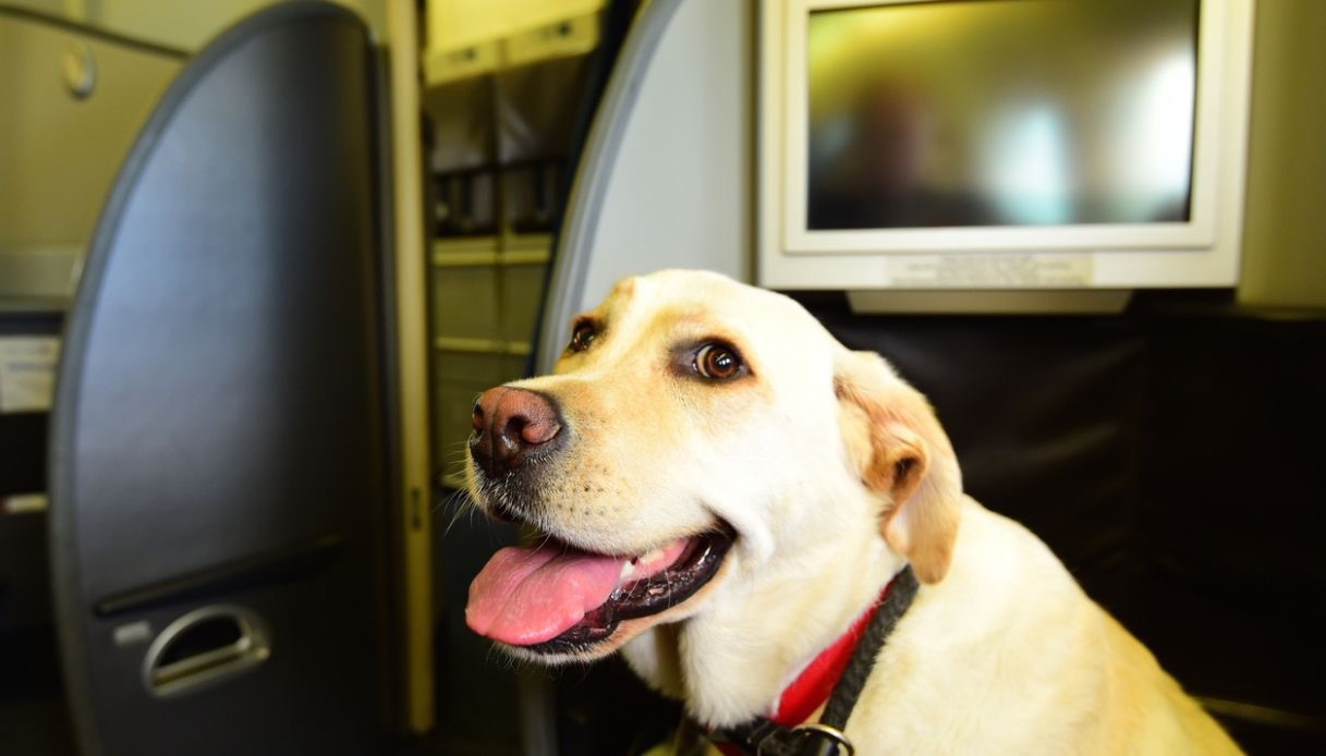 Parte ufficialmente il primo volo con cani di grossa taglia, le nuove regole