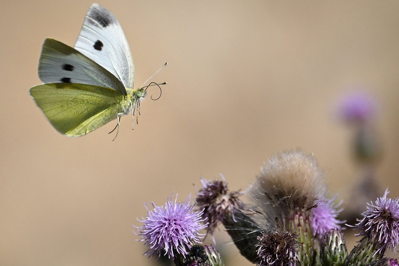 Wild pollinators in worrying decline