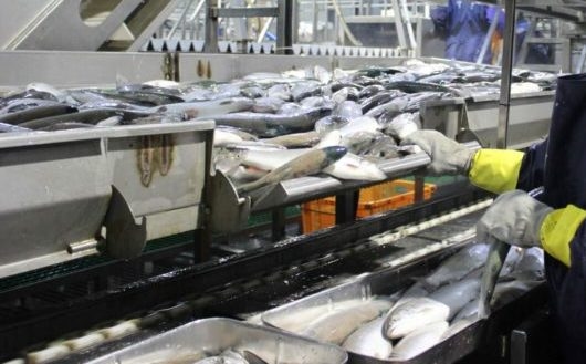 Ülkenin 15 üniversitesinden öğrenciler, Kirov Sahalin kolektif çiftliğinde iki ay boyunca ringa balığı işledi