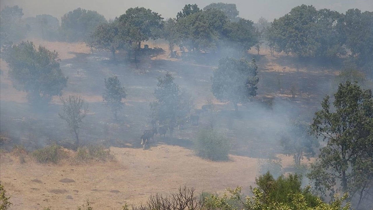 In einem landwirtschaftlichen Gebiet in Çanakkale bricht ein Feuer aus