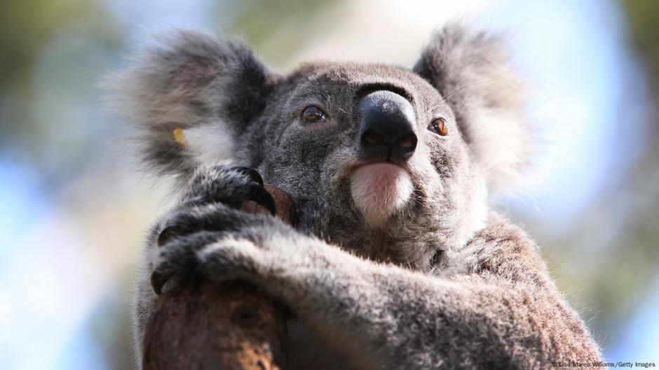 Proibição de exploração madeireira: Austrália recebe Parque Nacional de Koala