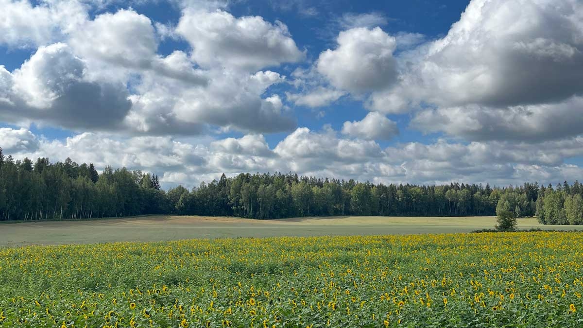 На родине Санта-Клауса, в Лапландии, лето выдалось жарче обычного.