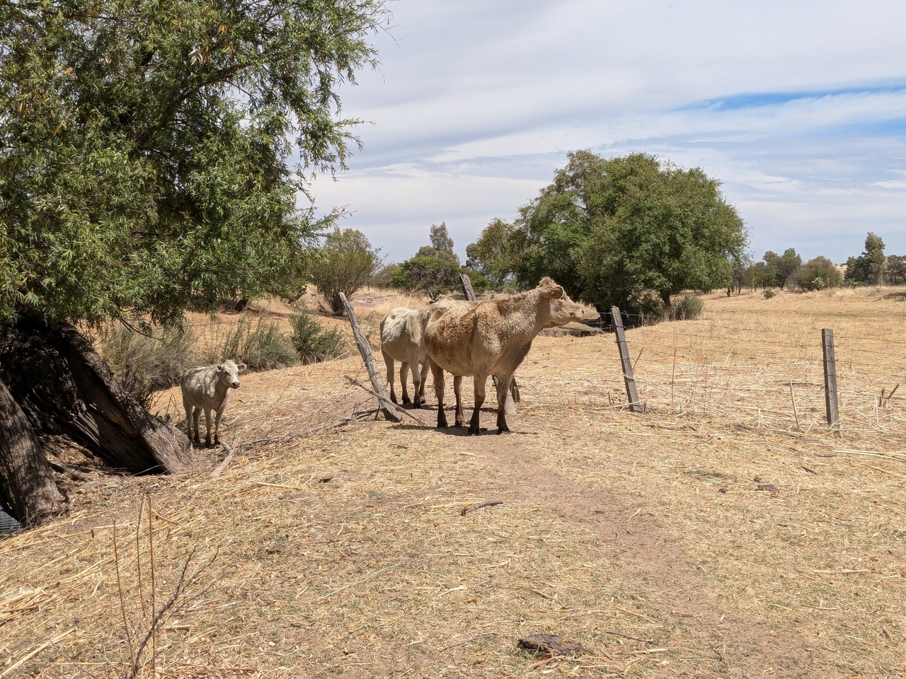 Preocupación en el sector agrícola y ganadero de Torreón ante la sequía y el estrés calórico