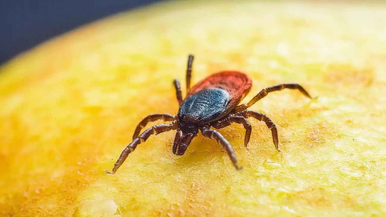 Заболевание, возникающее после укуса клеща! Оно вызывает аллергию на мясо и молочные продукты.