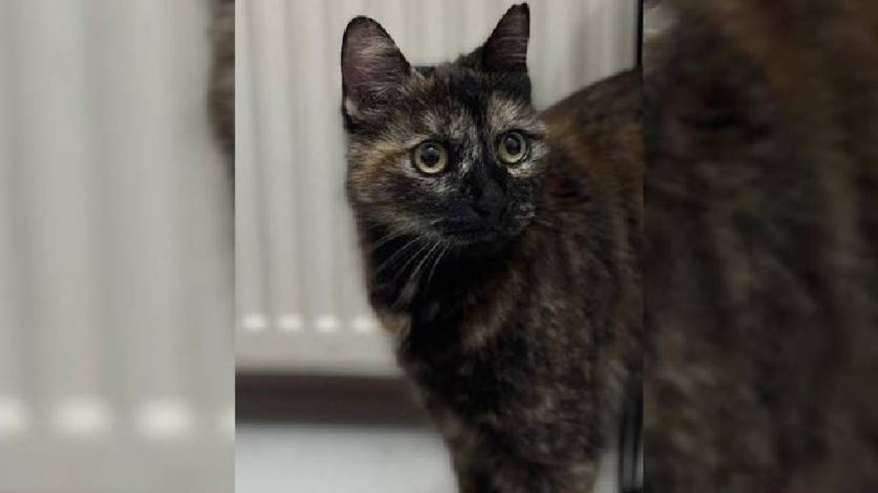 A lawsuit was filed against Burak Alan, who killed the cat named "Cezve"