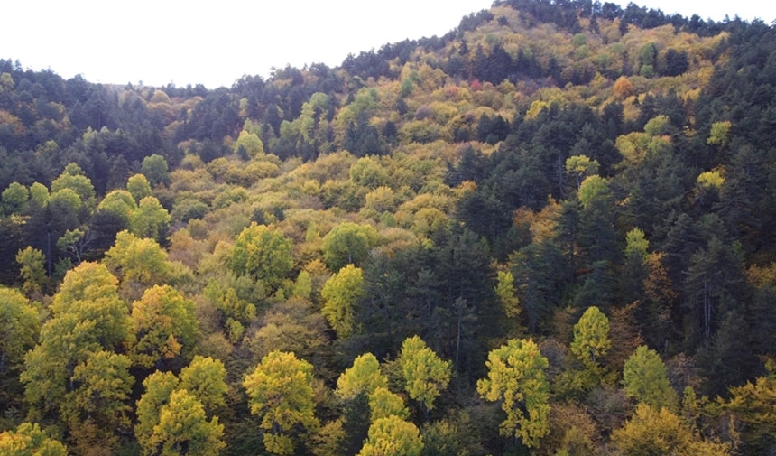 L'accès aux zones forestières est interdit à Şanlıurfa