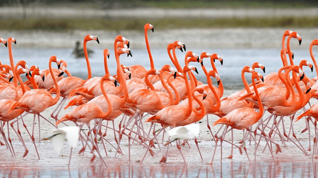 2 000 flamants roses sont morts de soif à Salt Lake City