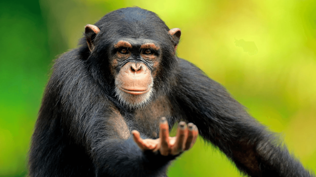 It turns out that chimpanzees follow fashion!