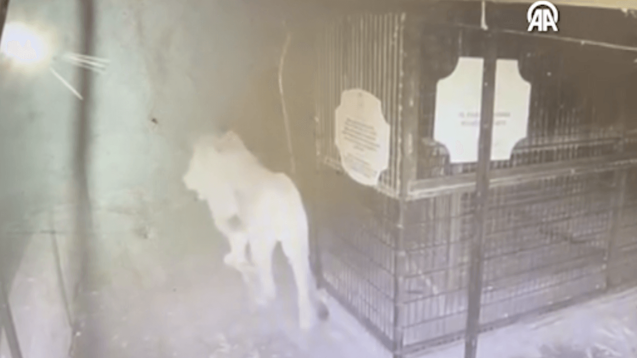 ¡Han surgido imágenes de la huida del león asesinado Zeus!