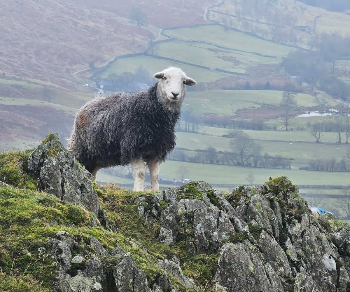 Walking the Wainwrights: Troutbeck Tongue