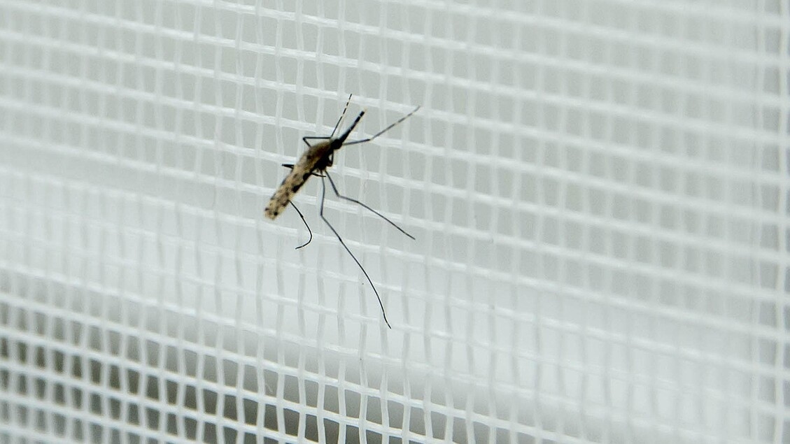 Mosquitoes positive for West Nile Fever discovered in Oristano