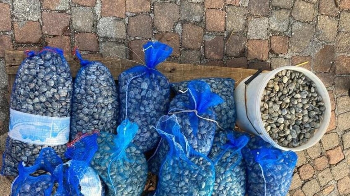 8 партий моллюсков отозваны из-за наличия биотоксинов