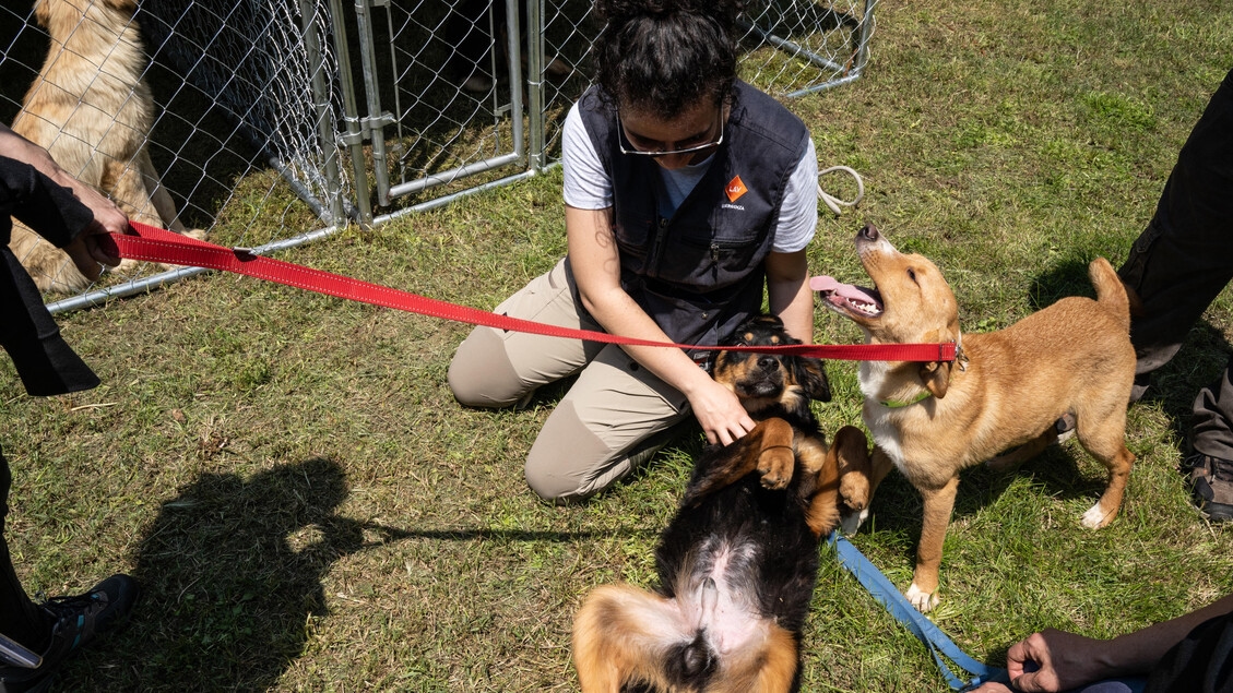Perros como donantes de sangre, acuerdo Zooprofiláctico Venezie-Enpa