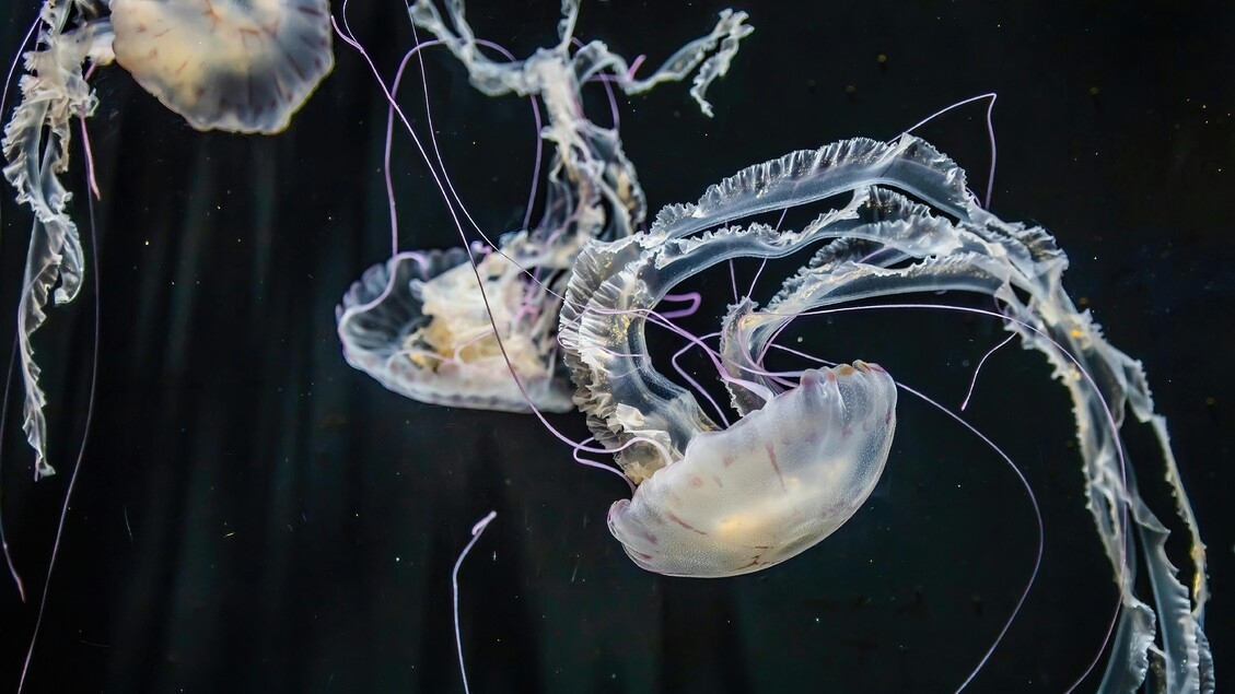 The ocean depths are a mystery, we only know 0.001% of them