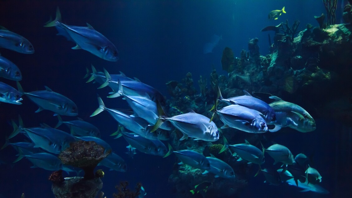 Oceans, the challenge is to defend biodiversity and seabeds