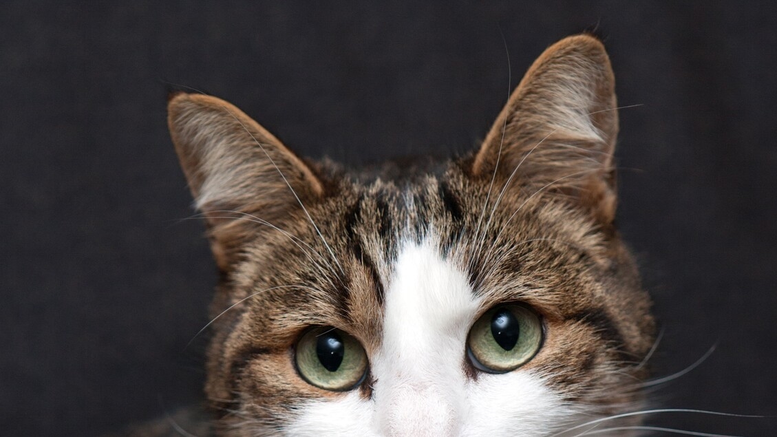 I primi gatti domestici arrivati in Europa solo 2.000 anni fa