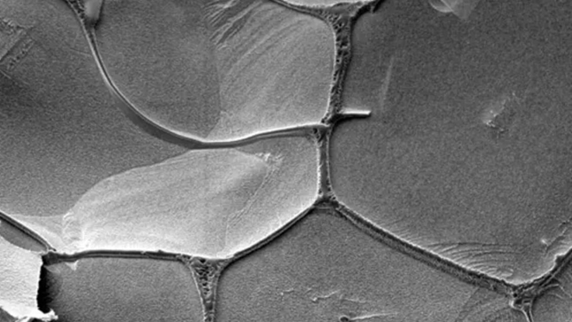 El primer ARN, en los orígenes de la vida, reconstruido en el laboratorio