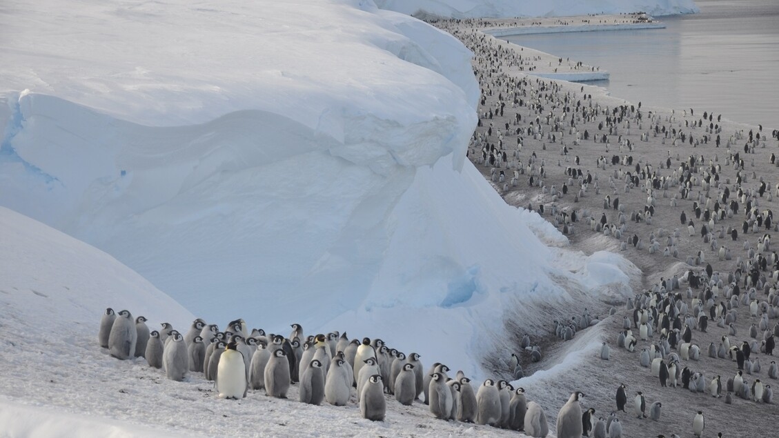 I pinguini Imperatore a rischio di estinzione entro il 2100