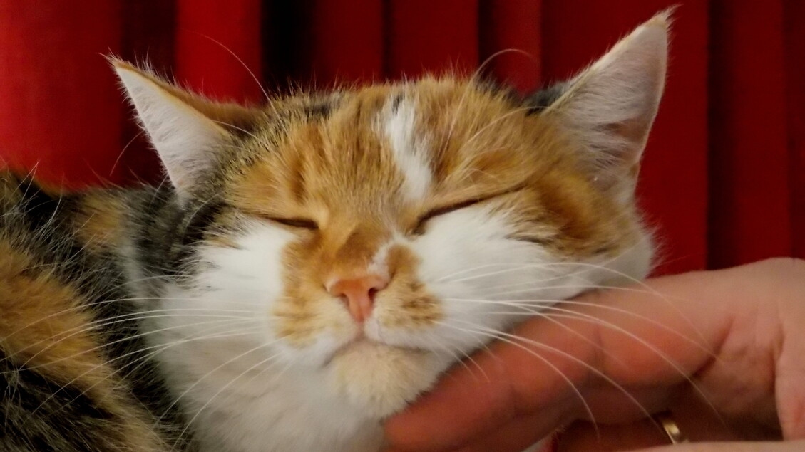 L'ADN est la raison pour laquelle certains chats ronronnent plus que d'autres